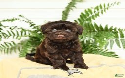 Havanese dogs for sale: Leo - Image 2