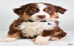 Australian Shepherd dogs for sale: Stormy - Image 3