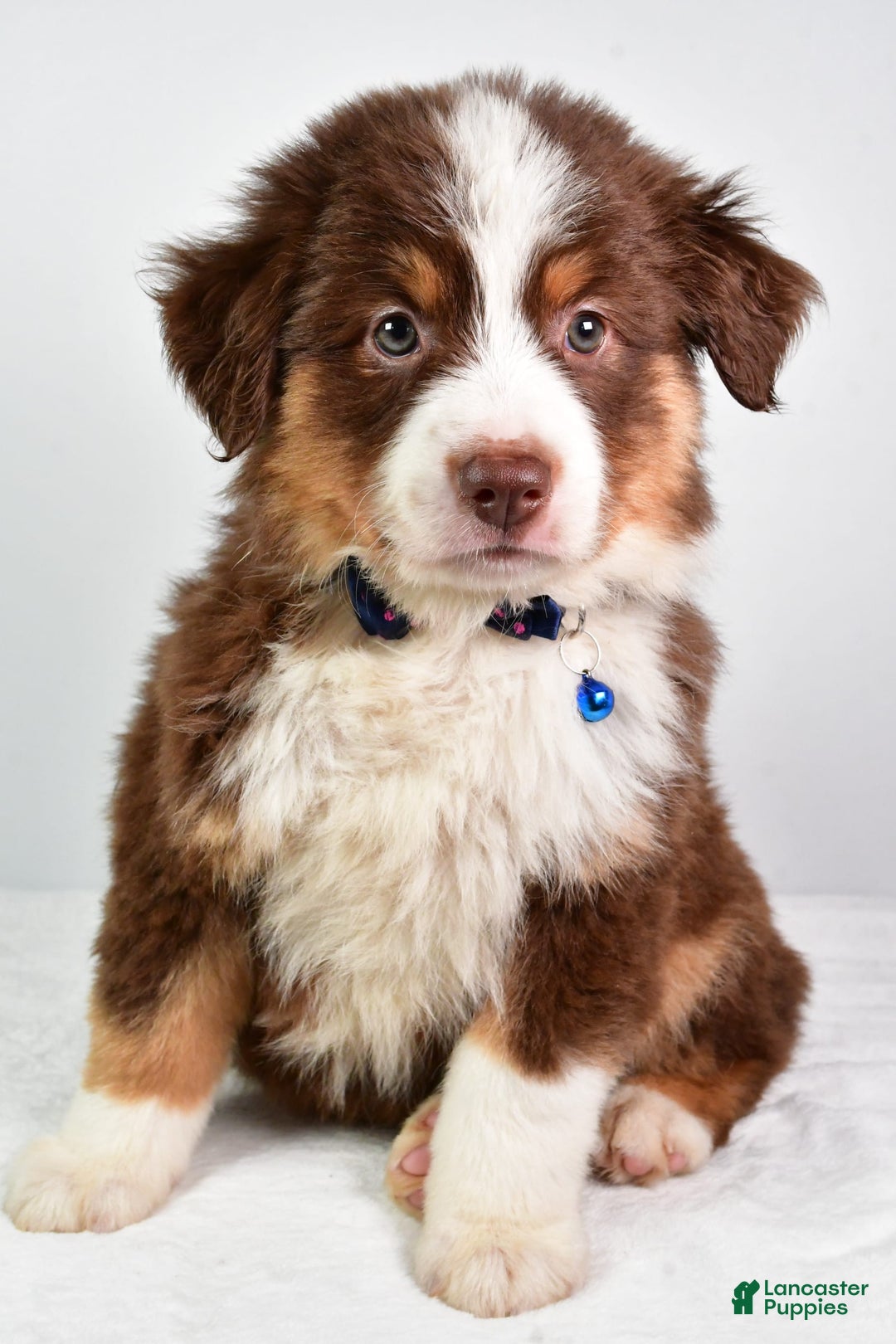 Australian Shepherd dogs for sale: Stormy - Image 3