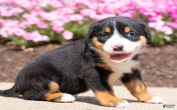 Greater Swiss Mountain Dog dogs for sale: Heidi - Image 2