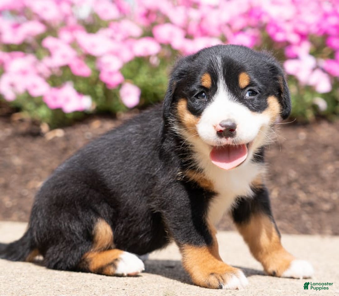 Greater Swiss Mountain Dog dogs for sale: Heidi - Image 2