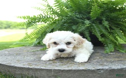 Cavachon dogs for sale: Owen - Image 5