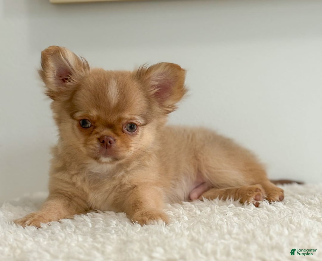 Chihuahua dogs for sale: Snickers - Image 1