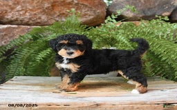 Miniature Poodle dogs for sale: Ivory - Image 3