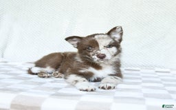 Pomsky dogs for sale: Buster - Image 1