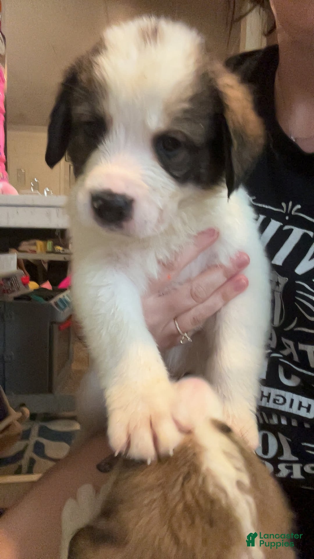 Bernese Mountain Dog dogs for sale: Balto - Image 1
