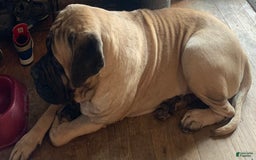 English Mastiff dogs for sale: Pinky - Image 32