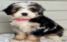 Mini Bernedoodle dogs for sale: Callie - Image 7