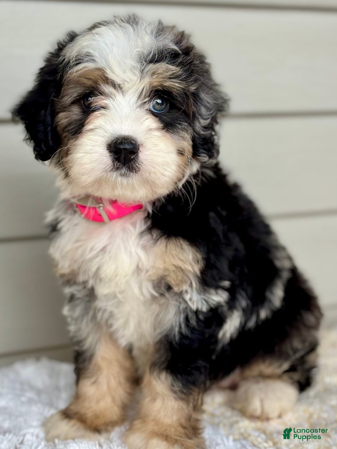 Mini Bernedoodle dogs for sale: Callie - Image 7