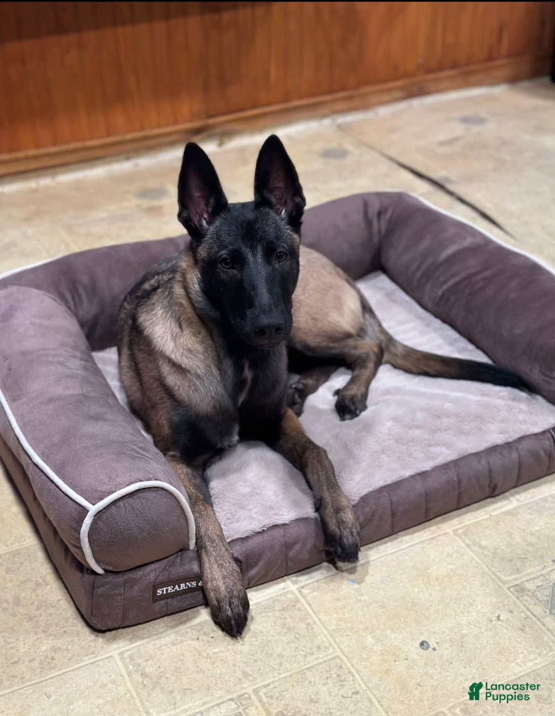 Belgian Malinois dogs for sale: Female - Image 3