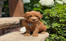 Goldendoodle dogs for sale: Lucy - Image 8