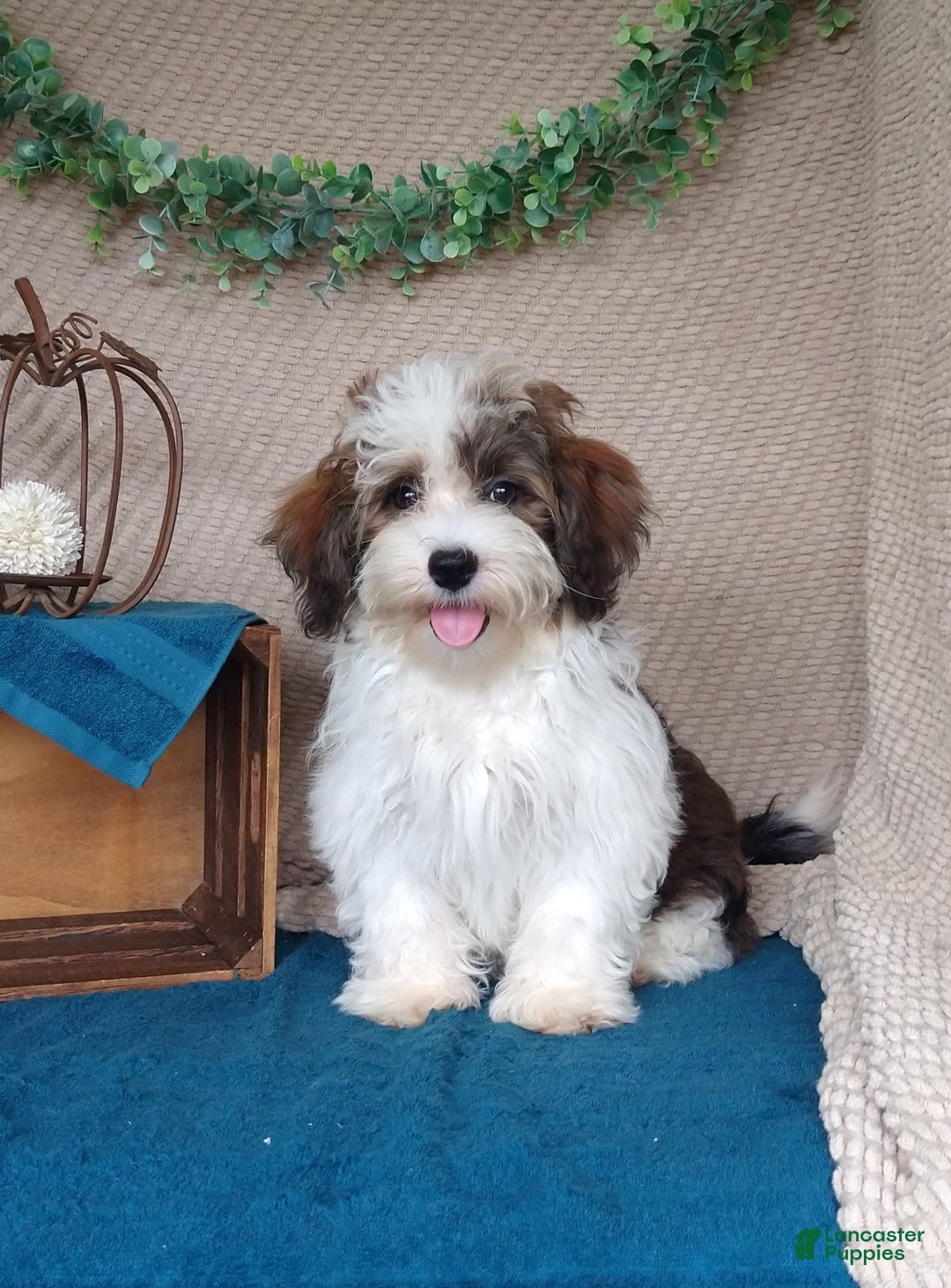 Havanese dogs for sale: Blake - Image 11