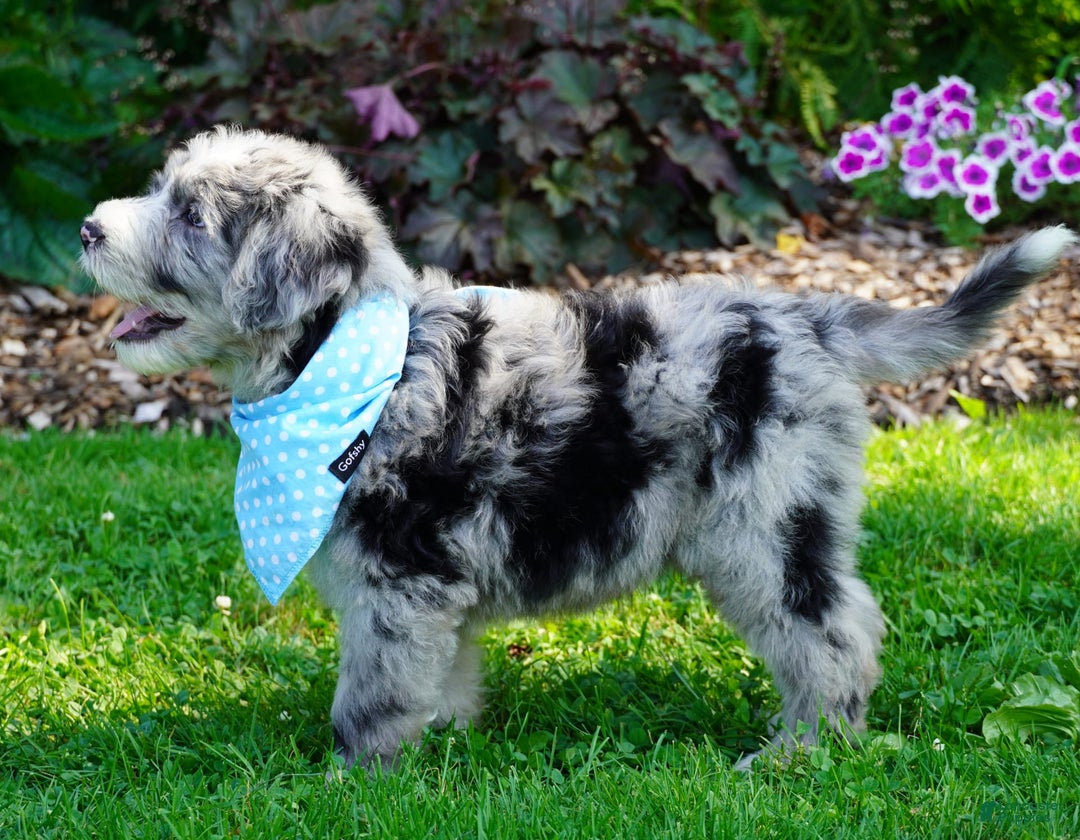 Sheepadoodle dogs for sale: Murphy - Image 8