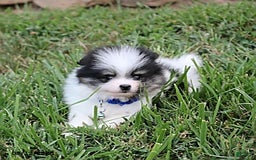 Pomeranian dogs for sale: Karter - Image 9