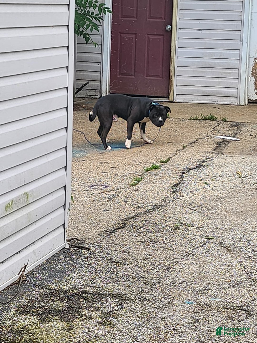 American Pit Bull Terrier dogs for sale: Baby Chop - Image 3