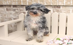 Miniature Poodle dogs for sale: Macy - Image 6
