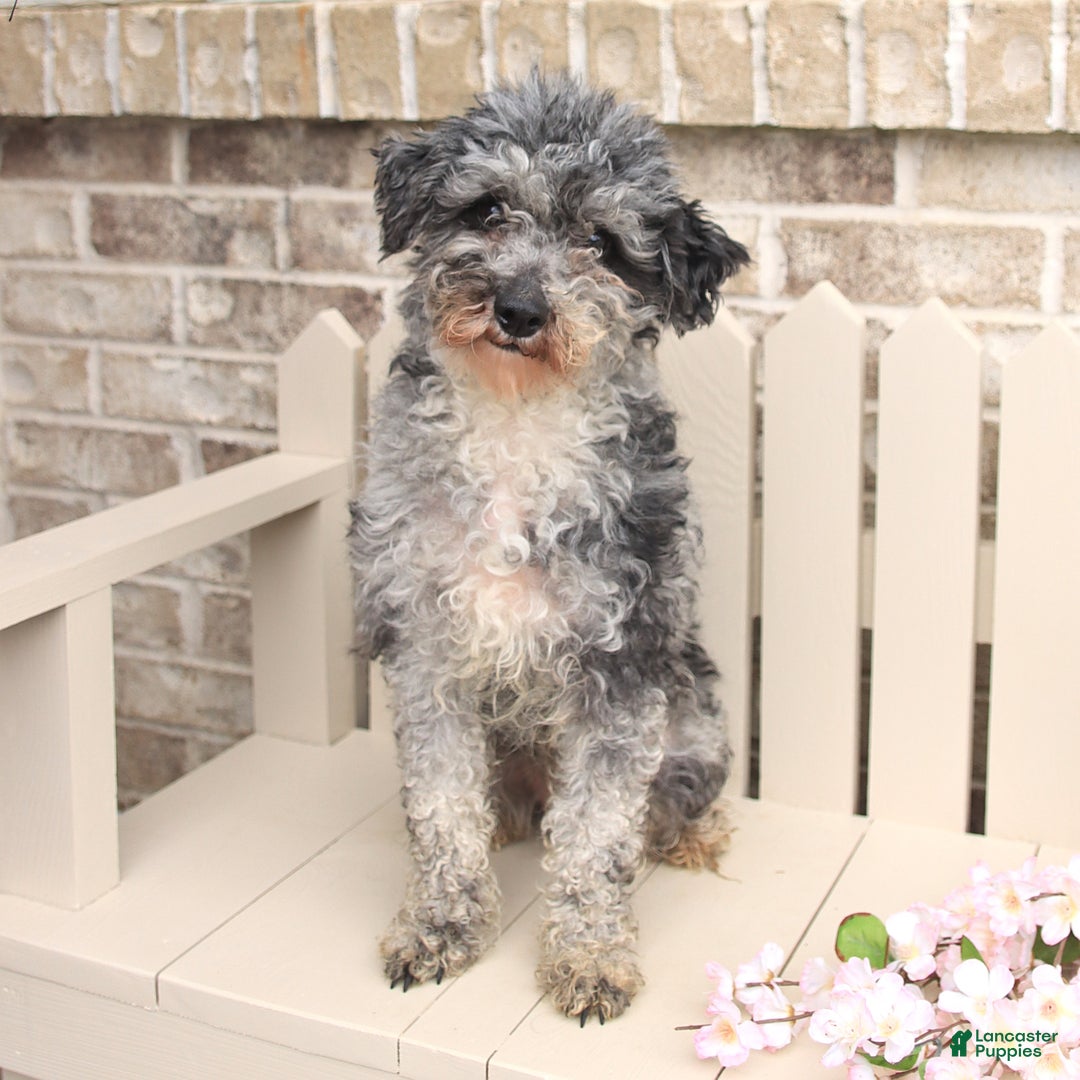 Miniature Poodle dogs for sale: Macy - Image 6
