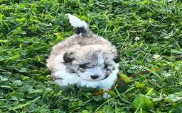 Maltipoo dogs for sale: Baxter - Image 1