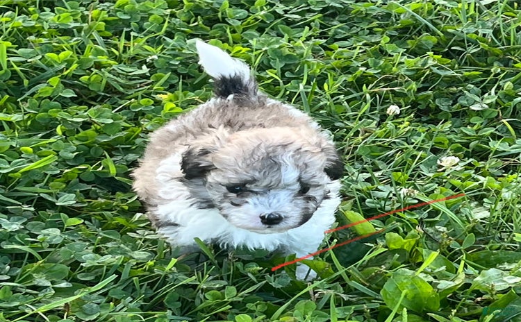 Maltipoo dogs for sale - Ad 3