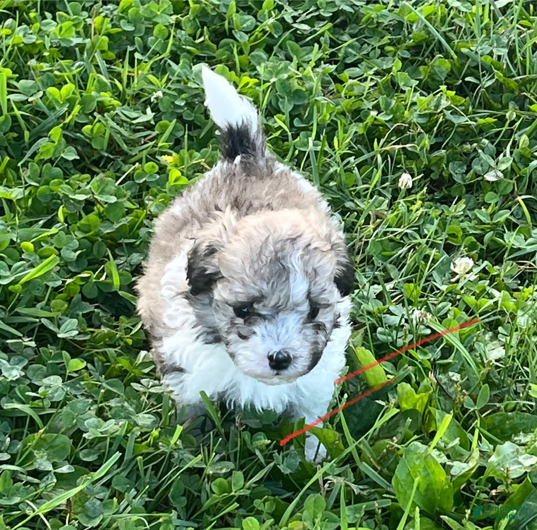 Maltipoo dogs for sale: Baxter - Image 1