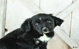 Australian Shepherd dogs for sale: Brandy - Image 15