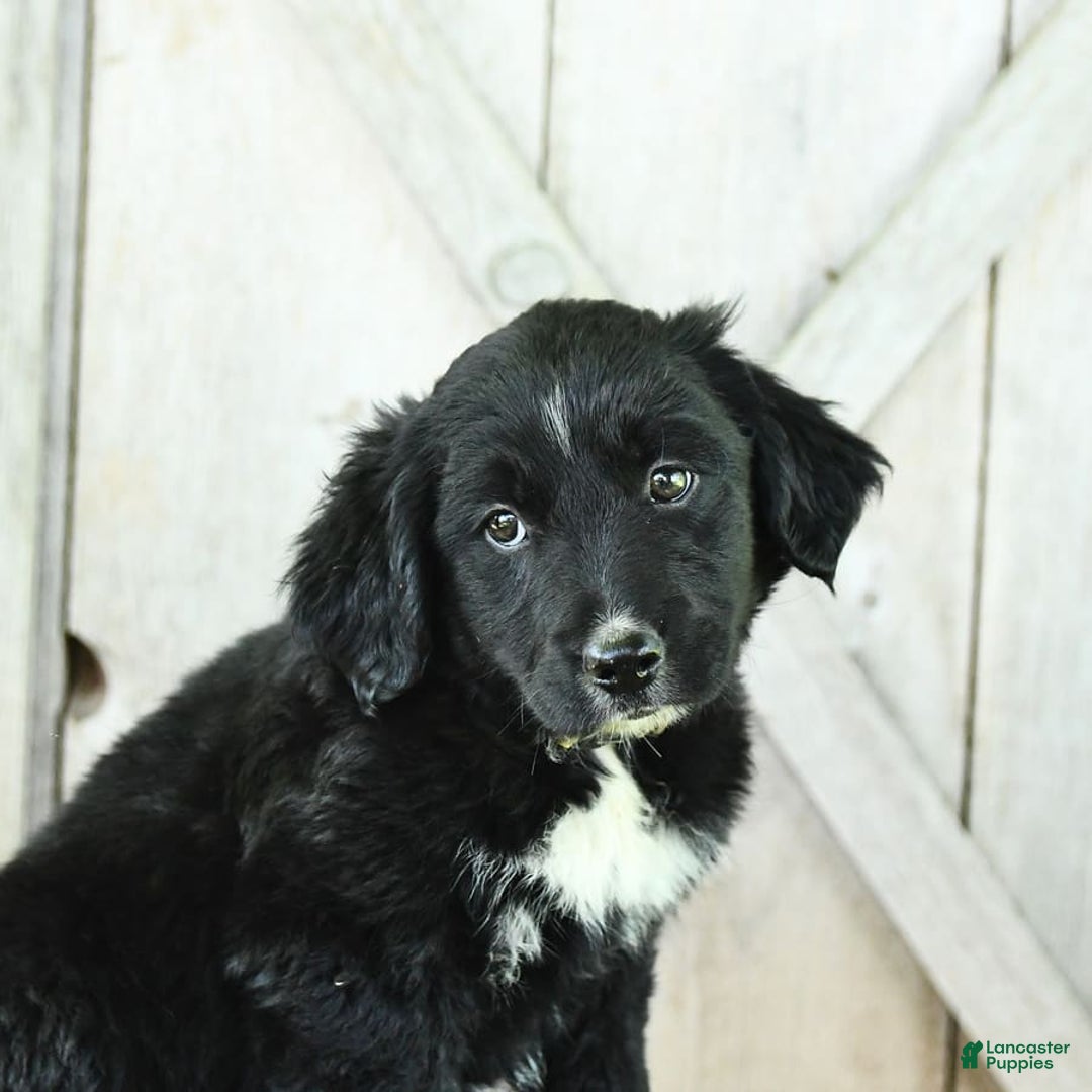 Australian Shepherd dogs for sale: Brandy - Image 15