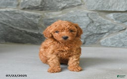 Miniature Poodle dogs for sale: Meadow - Image 2