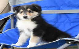 Collie dogs for sale: Patsy - Image 8