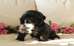 Cocker Spaniel dogs for sale: Sunshine - Image 4