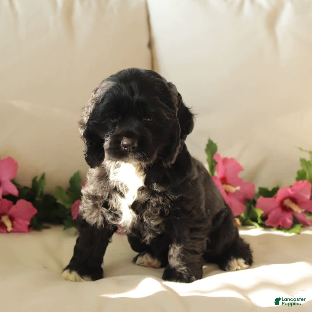 Cocker Spaniel dogs for sale: Sunshine - Image 4