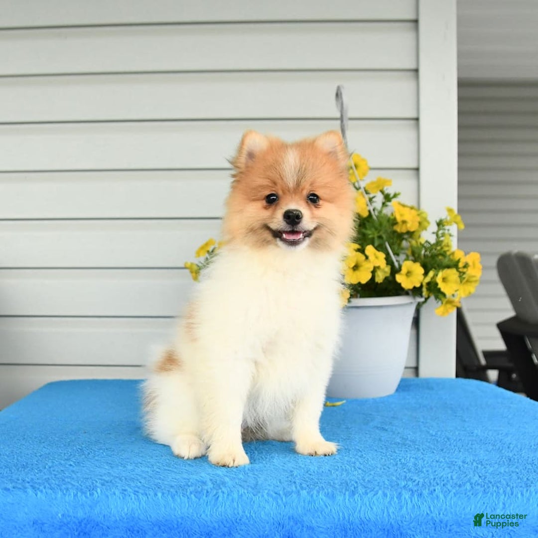 Pomeranian dogs for sale: Healthy - Image 2