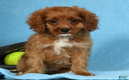 Cavapoo dogs for sale: Indy - Image 3