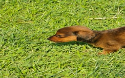 Dachshund dogs for sale: Thor - Image 7