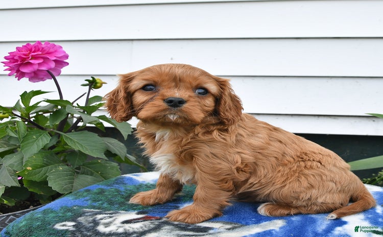 Cavalier King Charles Spaniel dogs for sale - Ad 2