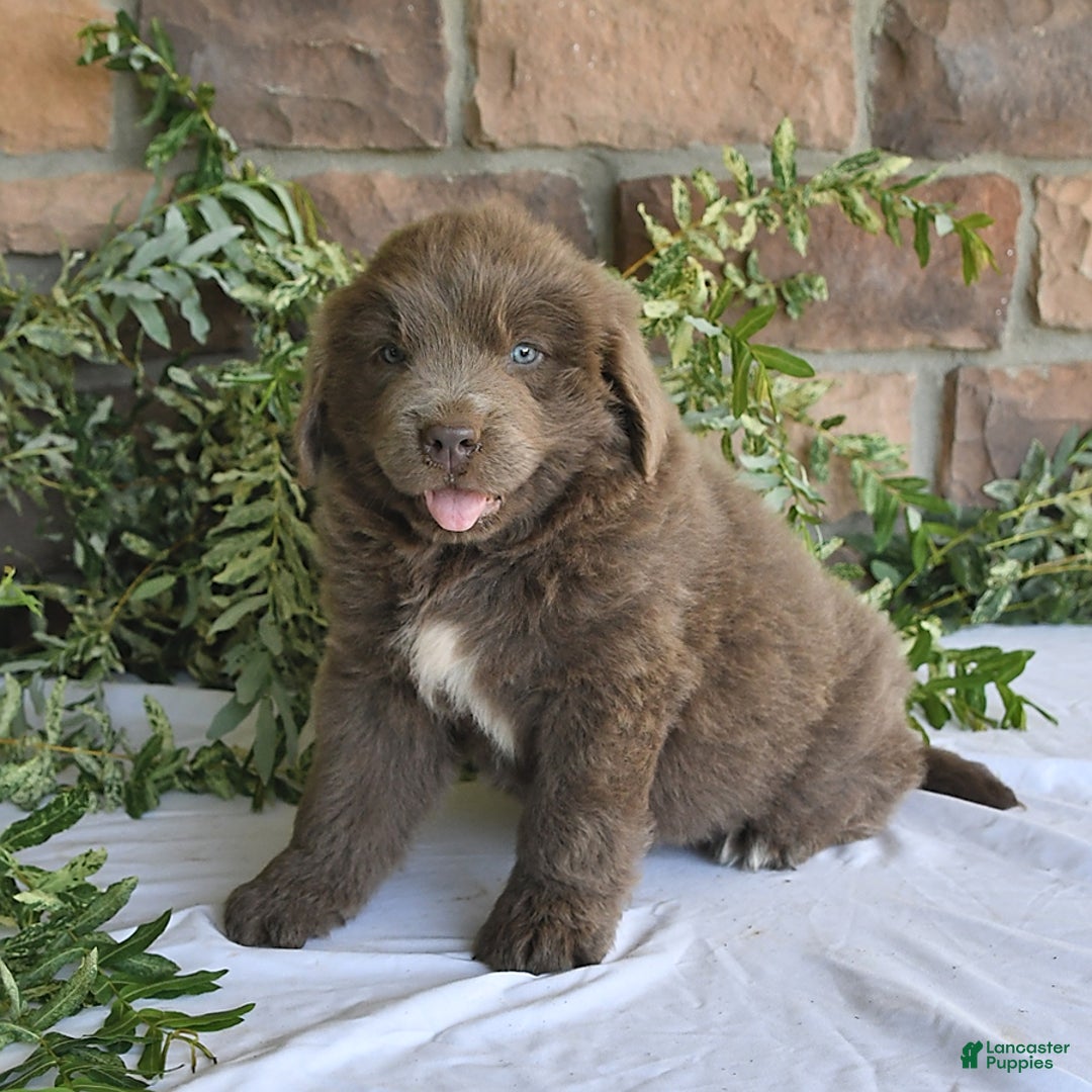 Newfoundland dogs for sale: Violet - Image 1