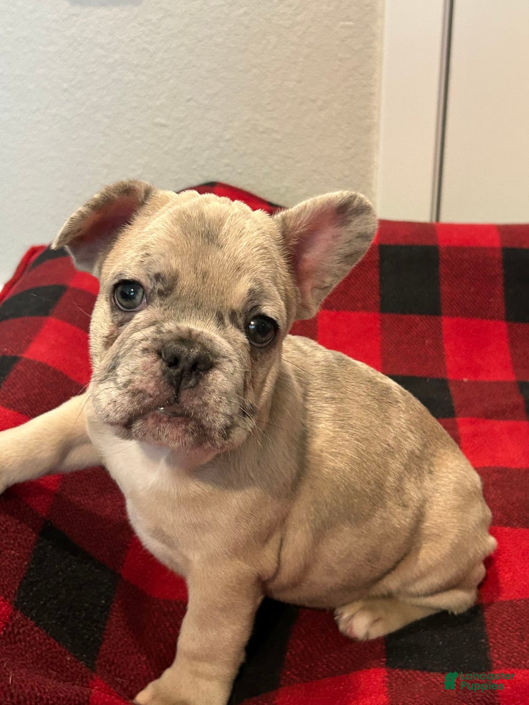 French Bulldog dogs for sale: Bear - Image 5