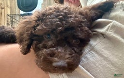 Aussiedoodle dogs for sale: Lady - Image 3