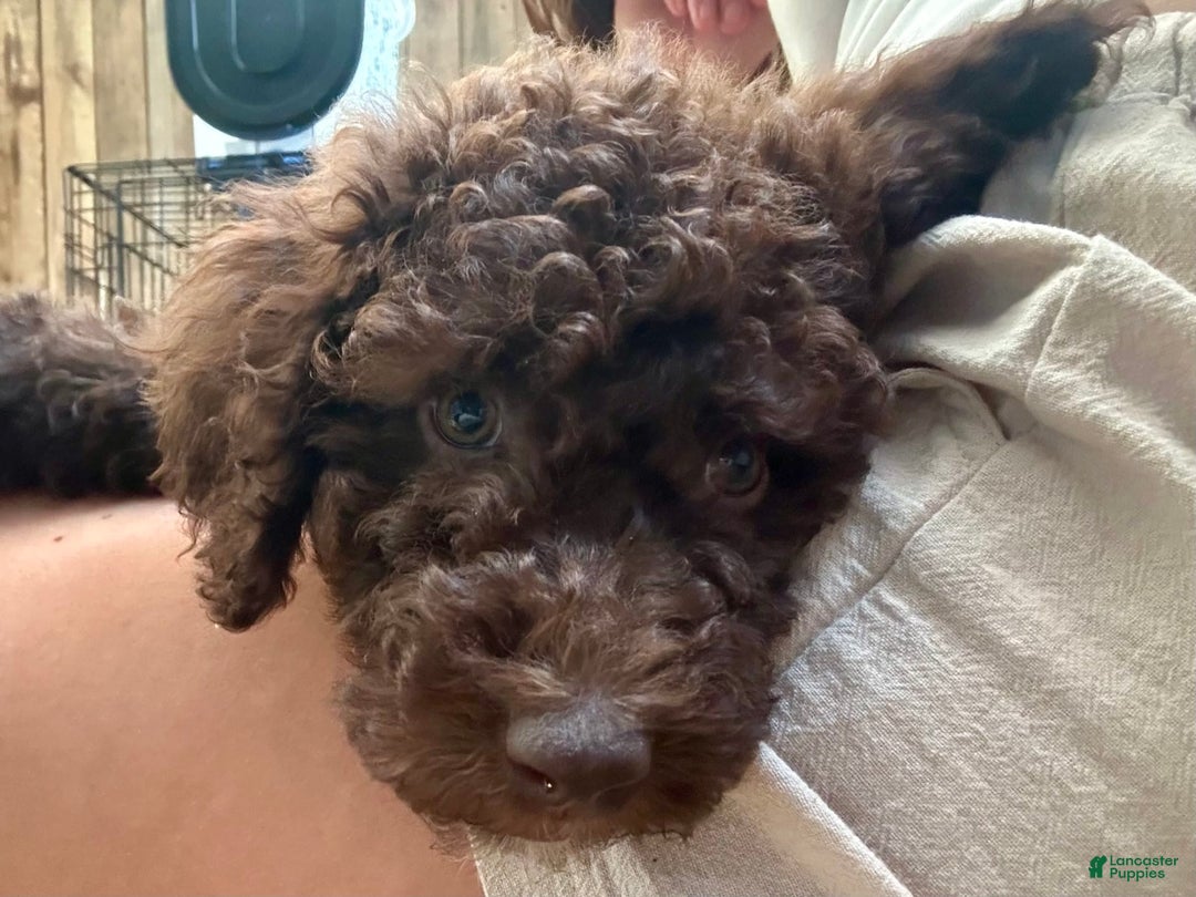 Aussiedoodle dogs for sale: Lady - Image 3