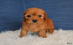 Cavapoo dogs for sale: Izaiah - Image 8