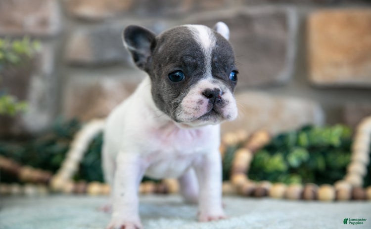 French Bulldog dogs for sale - Ad 2