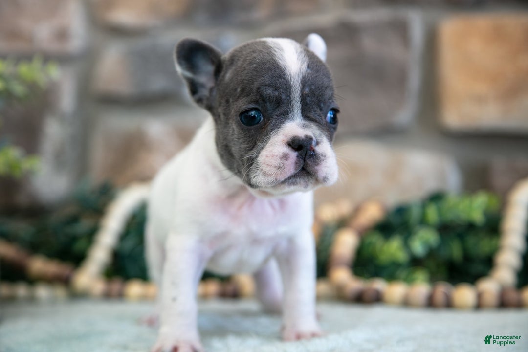 French Bulldog dogs for sale: Angie - Image 1