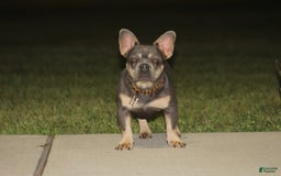 French Bulldog dogs for sale: Bam-Bam - Image 3