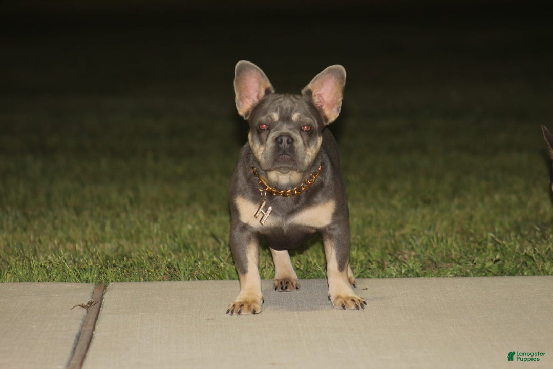 French Bulldog dogs for sale: Bam-Bam - Image 3