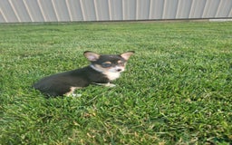 Welsh Corgi Pembroke dogs for sale: Mason - Image 1