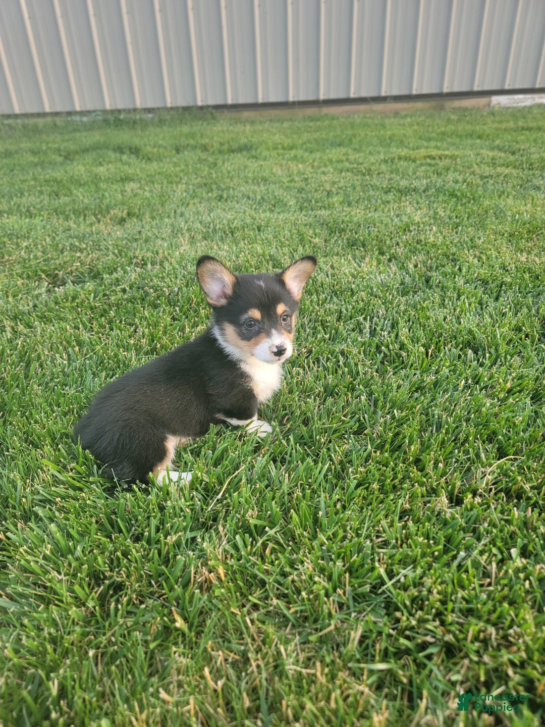Welsh Corgi Pembroke dogs for sale: Mason - Image 1