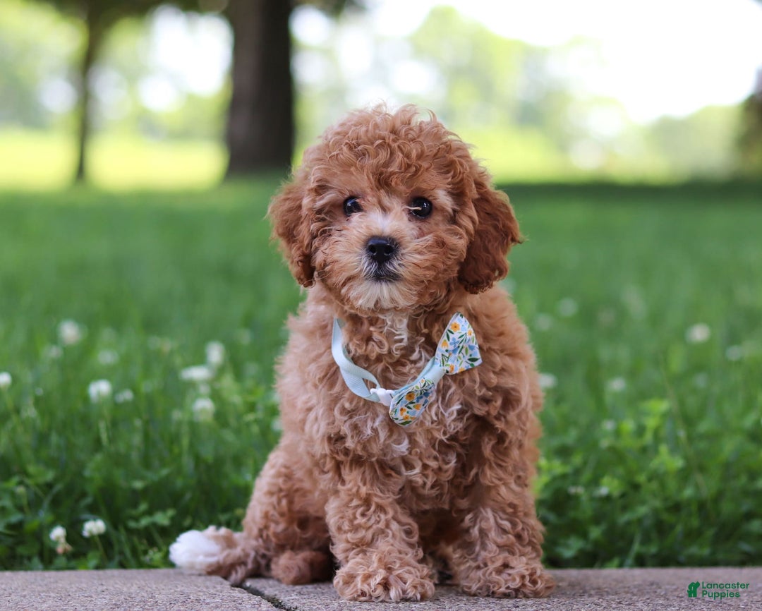 Cavapoo dogs for sale: Robin - Image 3