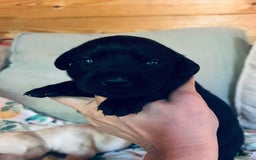 Labrador Retriever dogs for sale: Labrador Retriever 9 puppies - Image 4