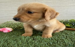 Golden Retriever dogs for sale: Luke - Image 11