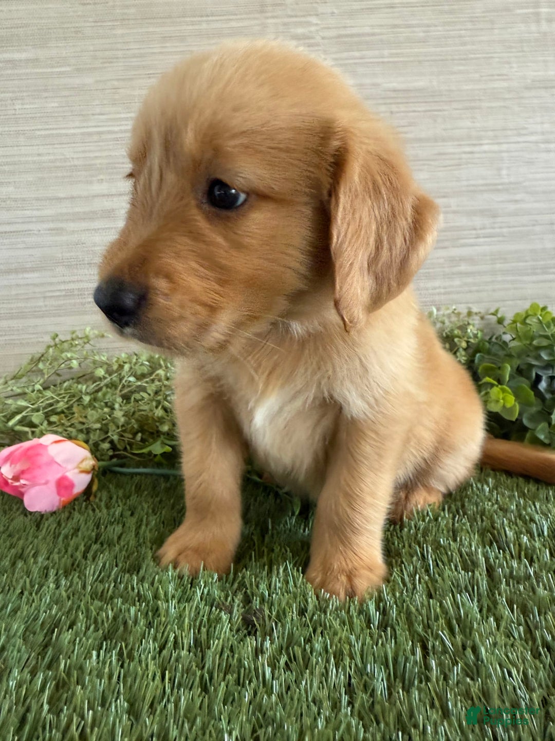 Golden Retriever dogs for sale: Luke - Image 11