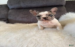 French Bulldog dogs for sale: Lucy - Image 1